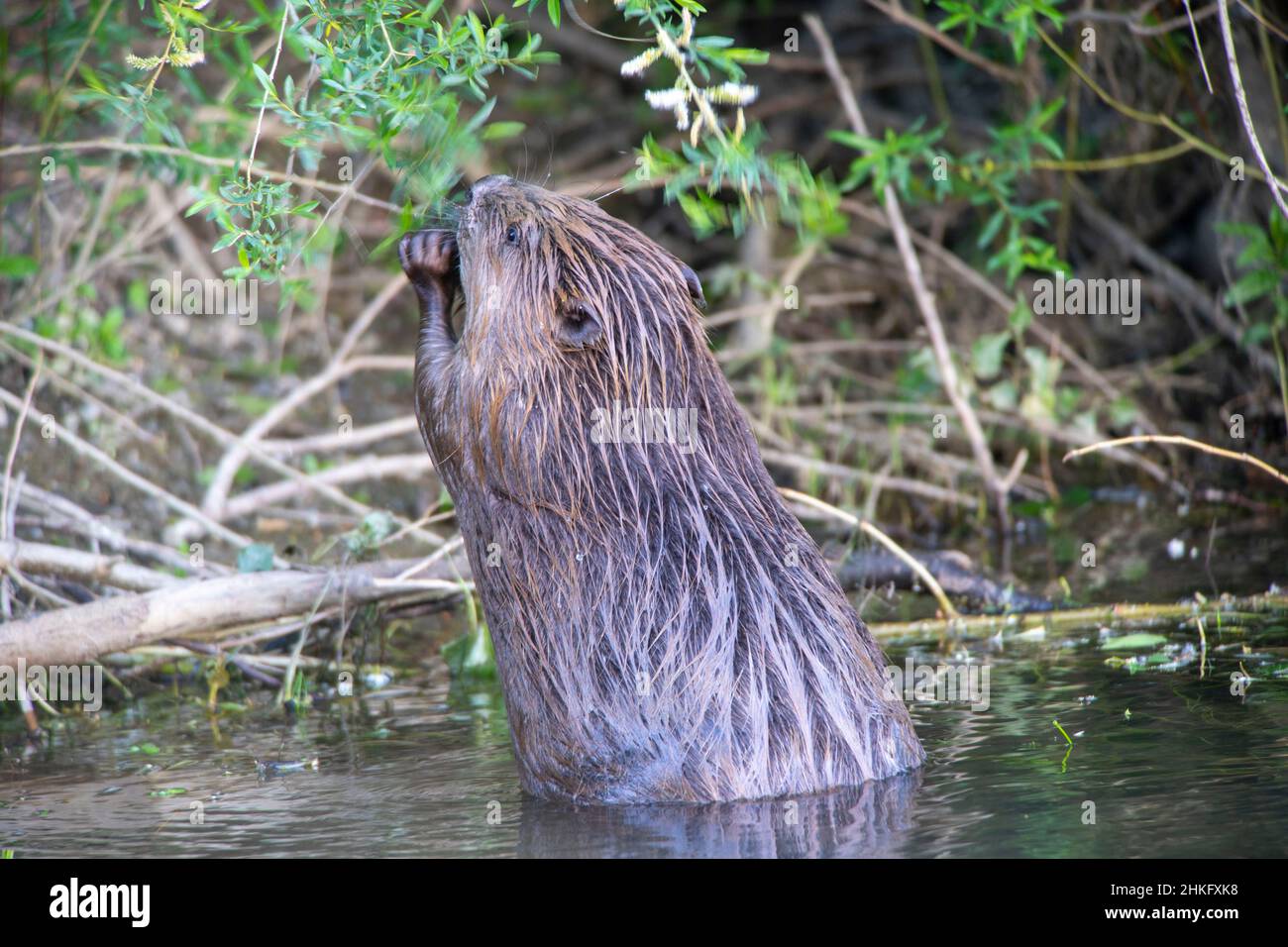 Frankreich, Indre et Loire, Castor d'Europe am Ufer, das mit einem Ast in der Mündung ins Wasser eindringt Stockfoto