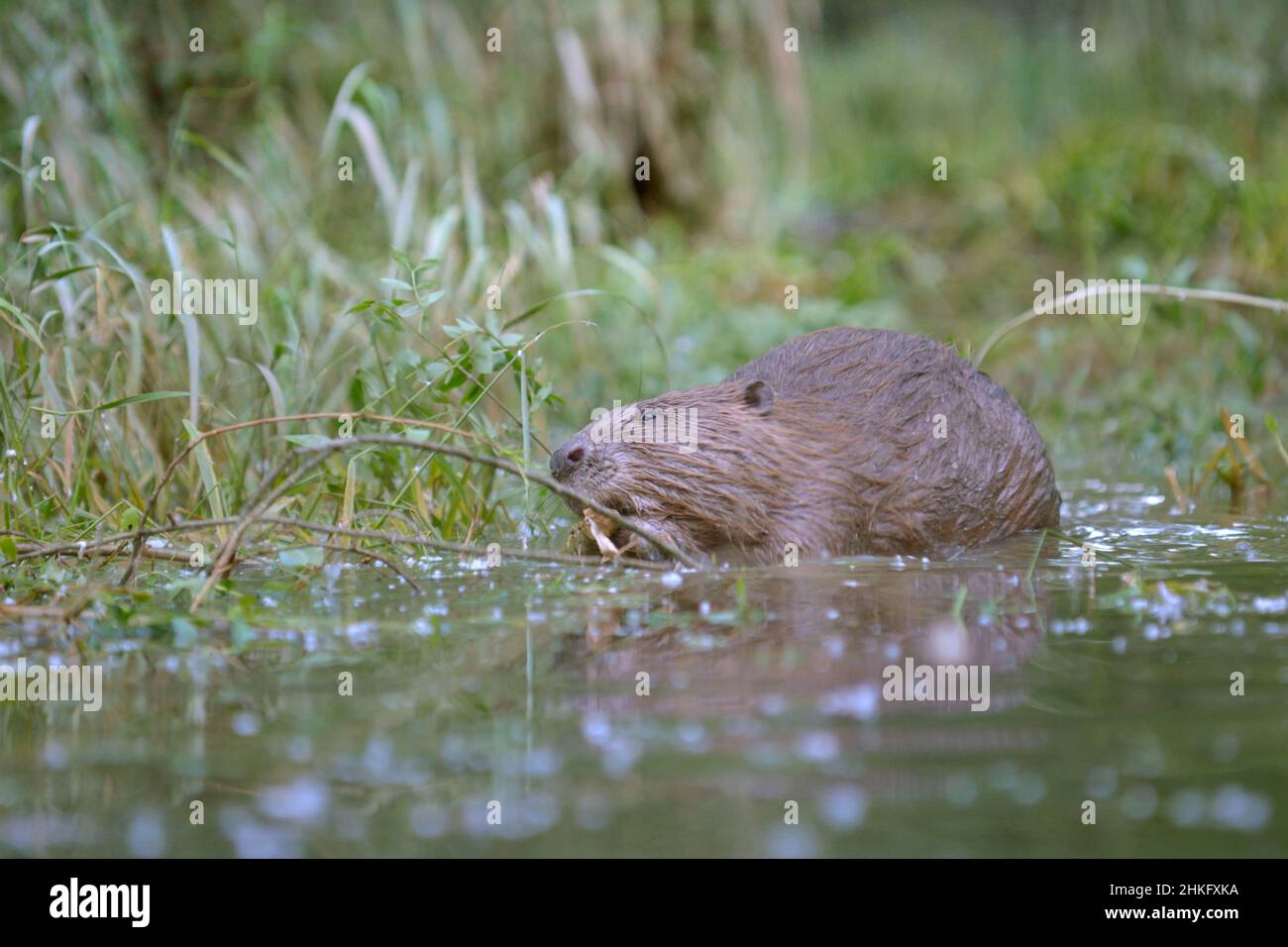 Frankreich, Indre et Loire, Castor d'Europe im Wasser Fütterung auf einem Zweig und oder Blätter Stockfoto