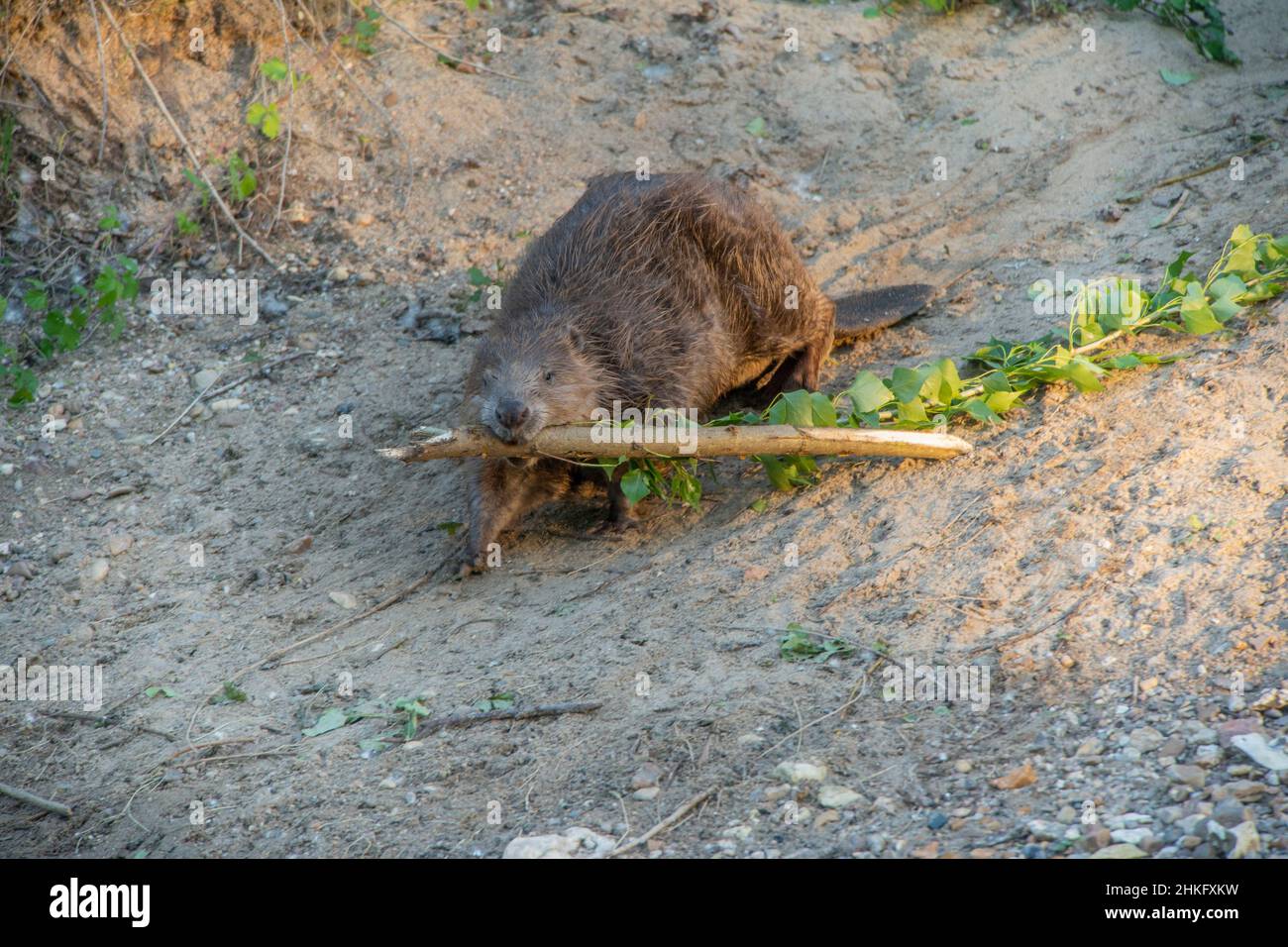 Frankreich, Indre et Loire, Castor d'Europe am Ufer, das mit einem Ast in der Mündung ins Wasser eindringt Stockfoto