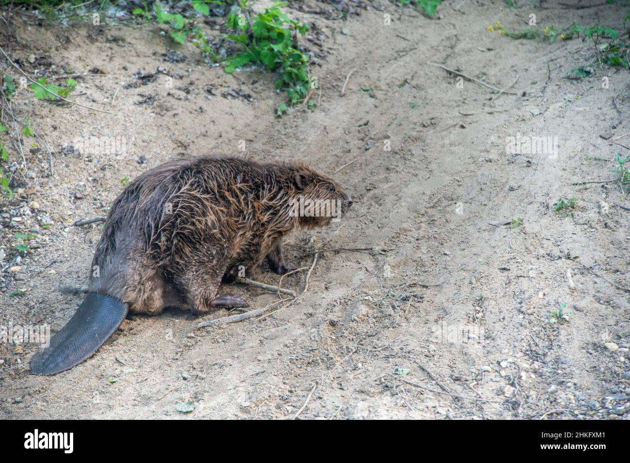 Frankreich, Indre et Loire, Castor d'Europe an den Ufern, die aus- oder wieder in den Fluss gehen Stockfoto