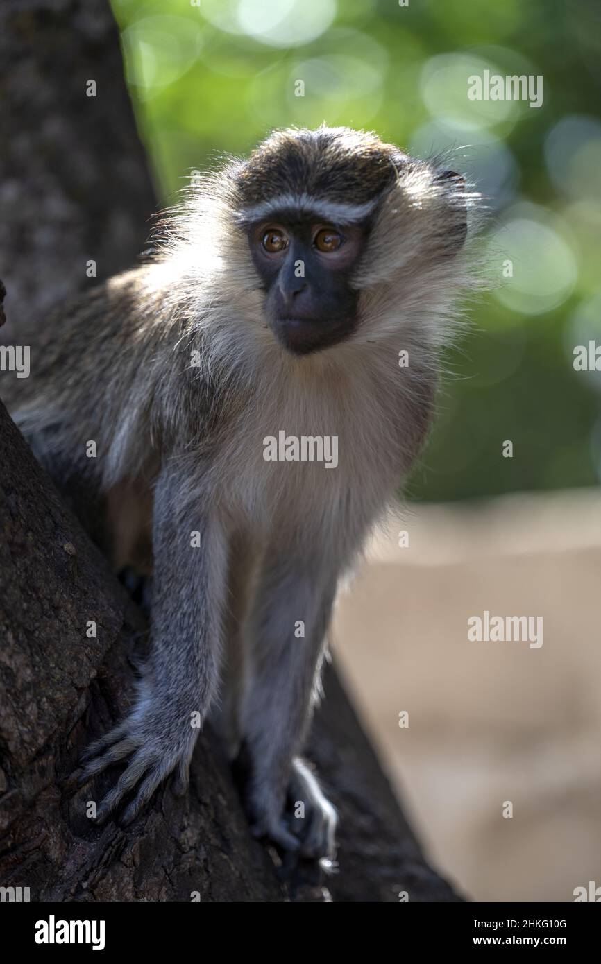 Benin, Natitingou, De Gaule rettet Tiere, die verletzt oder verlassen wurden Stockfoto
