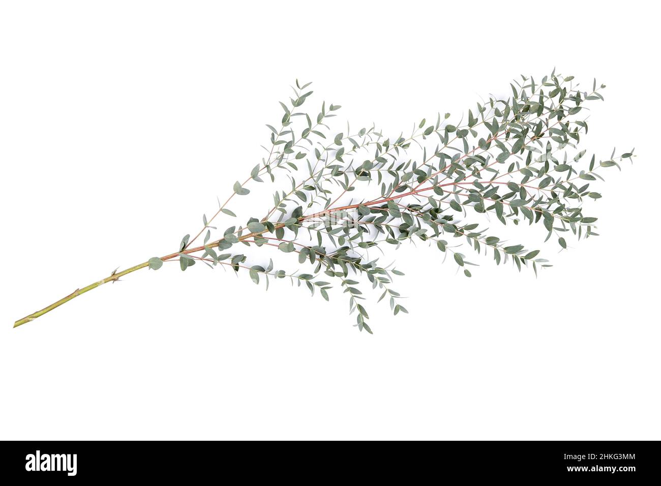 Eukalyptusgrüne Blätter und Blumenschmuck mit Zweigen auf weißem Hintergrund isoliert Stockfoto