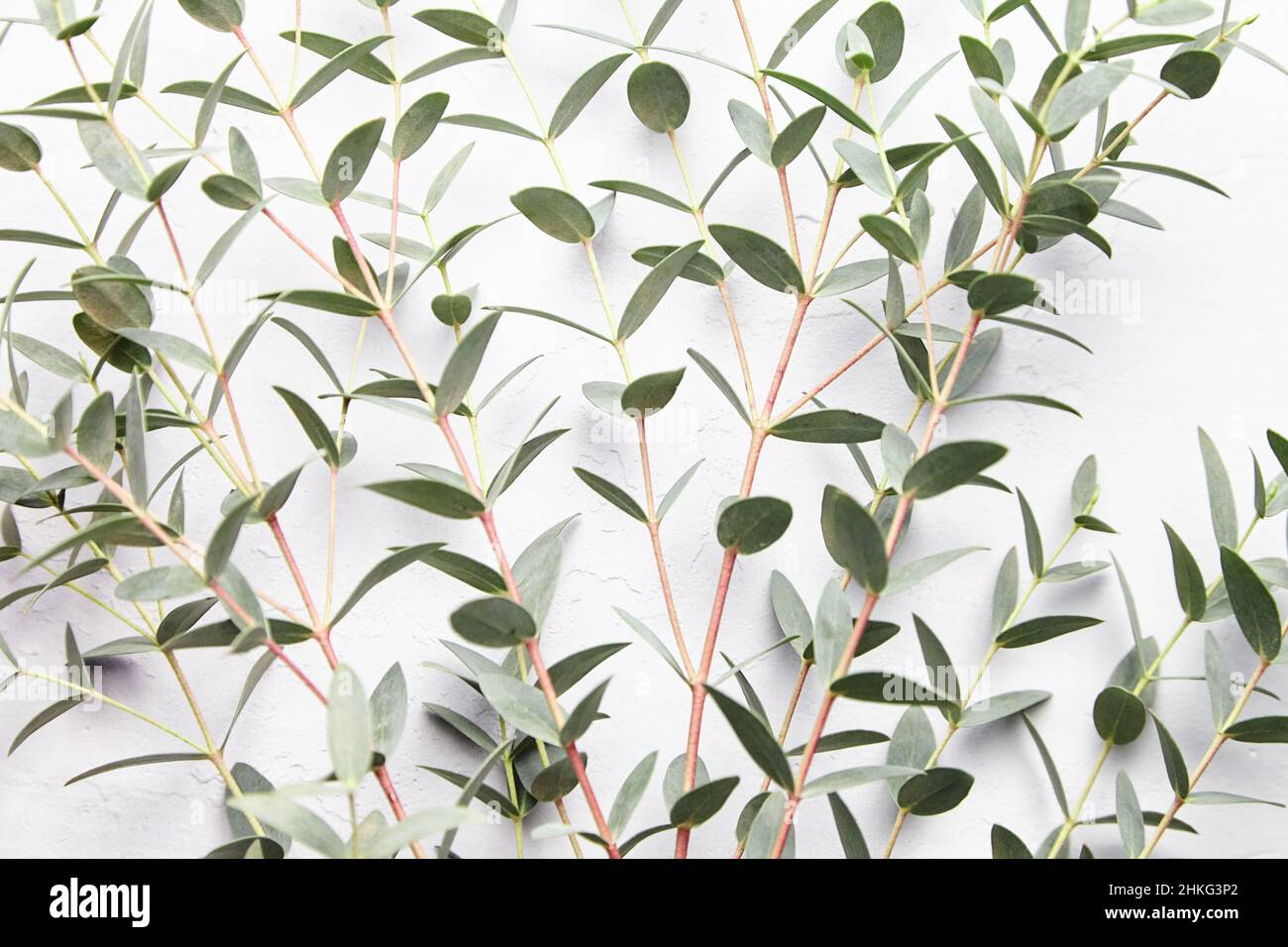 Eukalyptusgrüne Blätter und Zweige florale Dekoration auf grauen Beton Wand Hintergrund Stockfoto