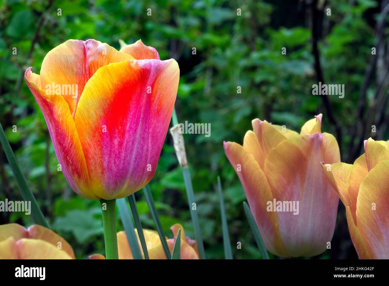 Leuchtendes Orange Aprikosen im Frühling sind die Tulpen im Garten zu sehen Stockfoto