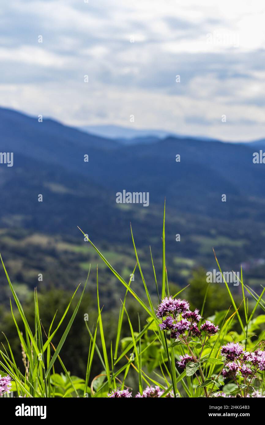 Wilde und kleine rosa Bergblumen in den Karpaten, Ukraine Stockfoto
