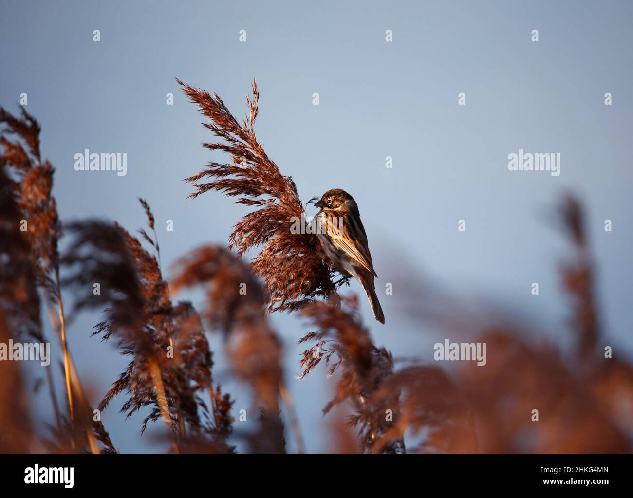 Männliche Schilfbeine, die sich auf Schilfköpfen füttern Stockfoto