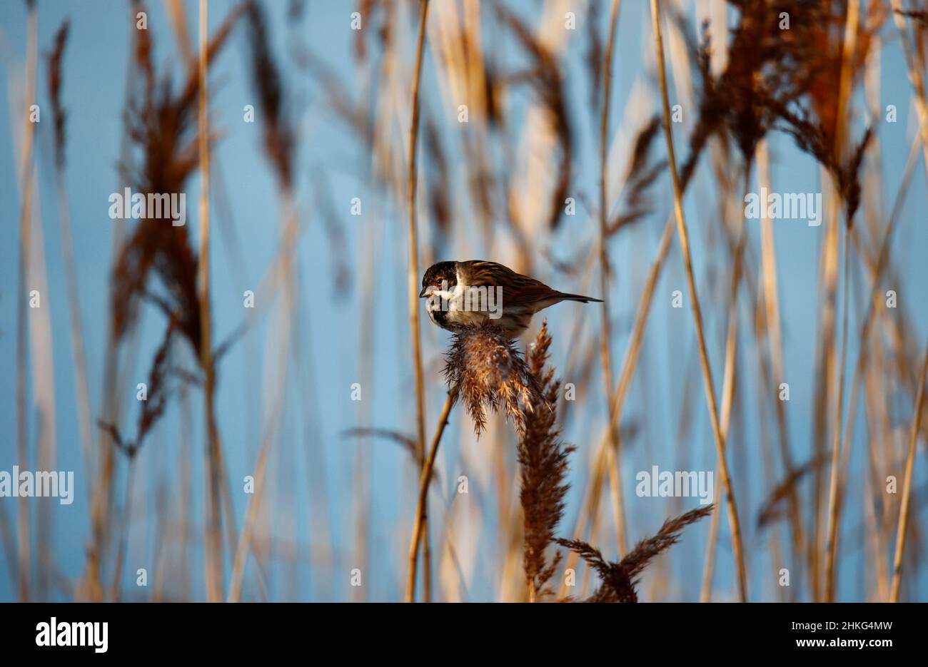 Männliche Schilfbeine, die sich auf Schilfköpfen füttern Stockfoto