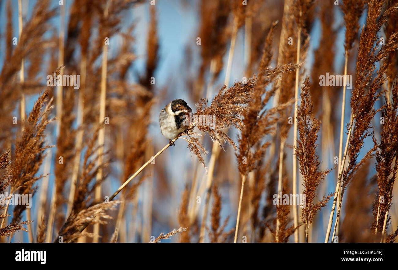 Männliche Schilfbeine, die sich auf Schilfköpfen füttern Stockfoto