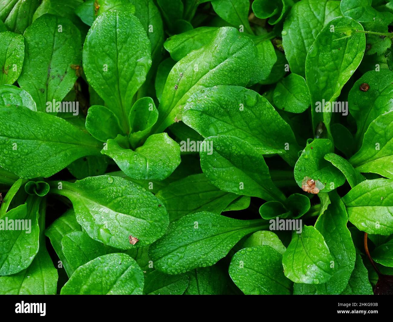 Nahaufnahme einer Menge Lammsalat (Valerianella locusta), mit Regentropfen, im November im Gemüsegarten, mit den Farben Grün und Dunkelgrün Stockfoto