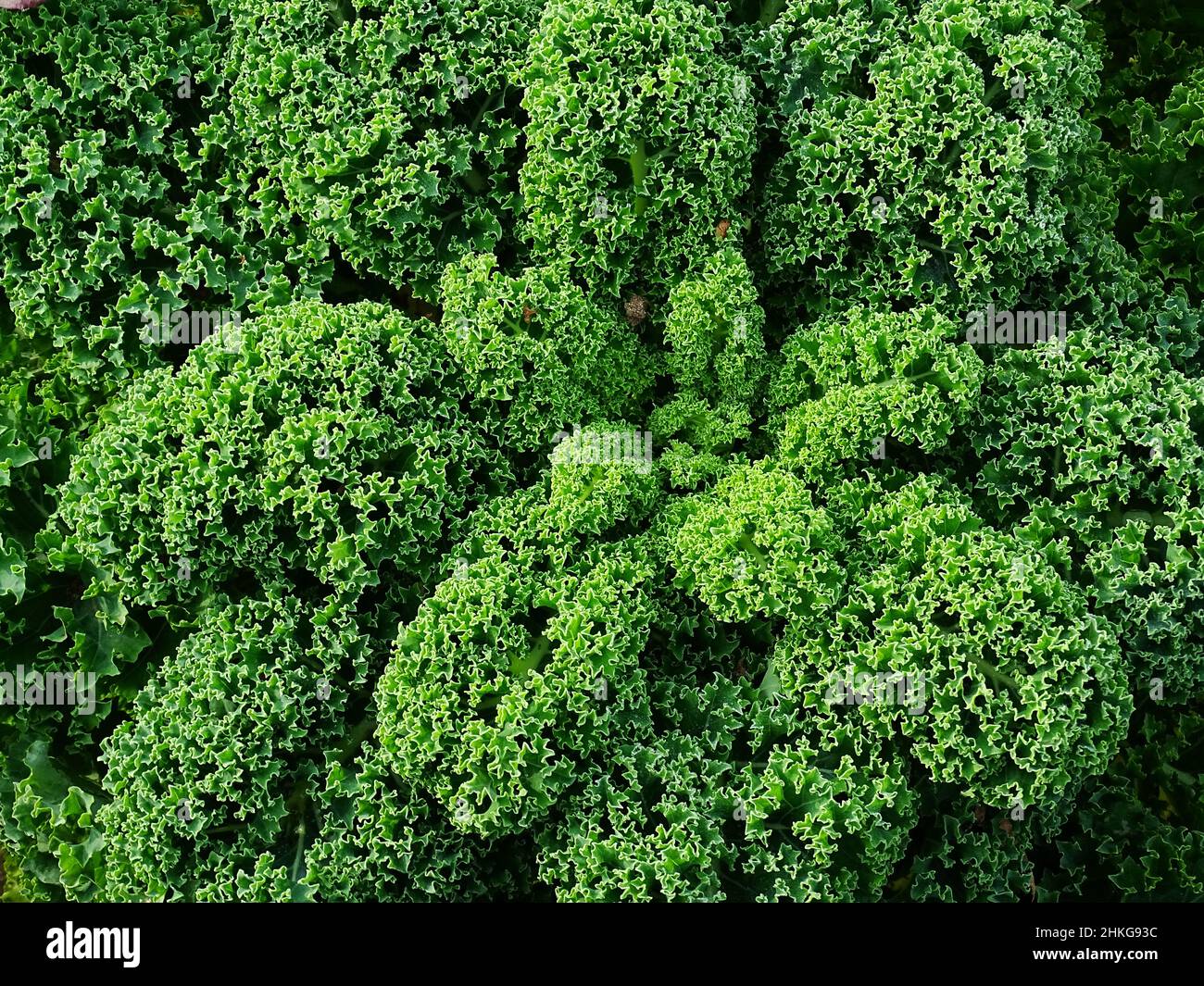 Eine Nahaufnahme der Grünkohl-Pflanze (Brassica oleracea) im Gemüsegarten, die im November gemacht wurde, wenn der Grünkohl voll mit Blättern ist, mit den Farben Grün und Dunkelgrün Stockfoto