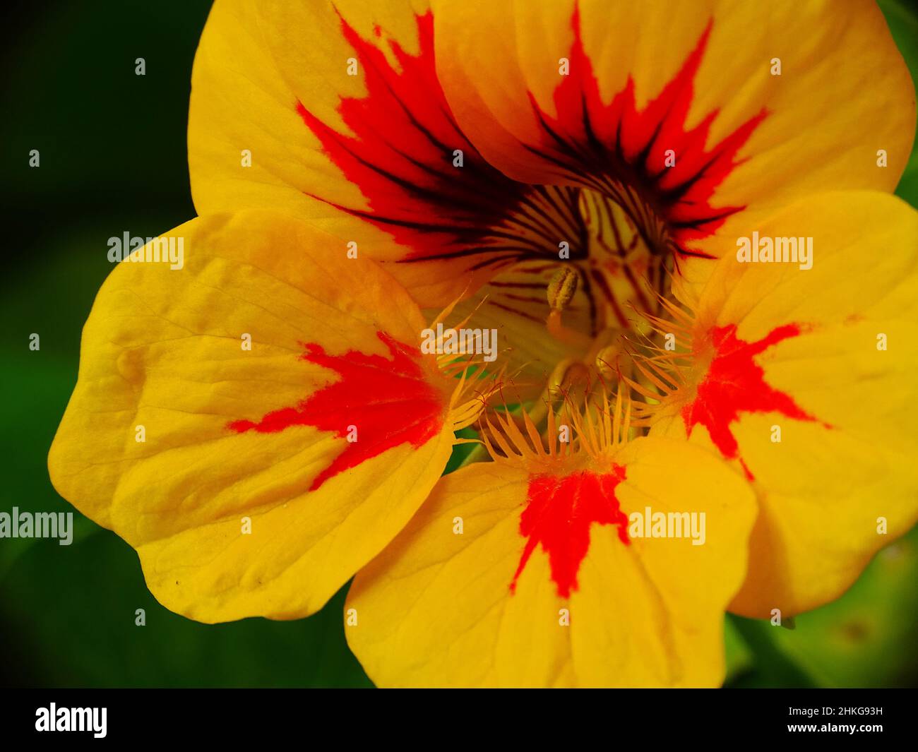 Nahaufnahme einer gelben Blume mit roten Streifen der Kapuzinerkresse (Tropaeolum majus), mit den Farben Gelb, Orange, Rot, Schwarz und Grün Stockfoto