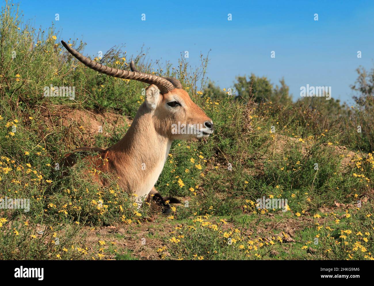 Kopf und Hals einer ruhenden Antilope. Stockfoto