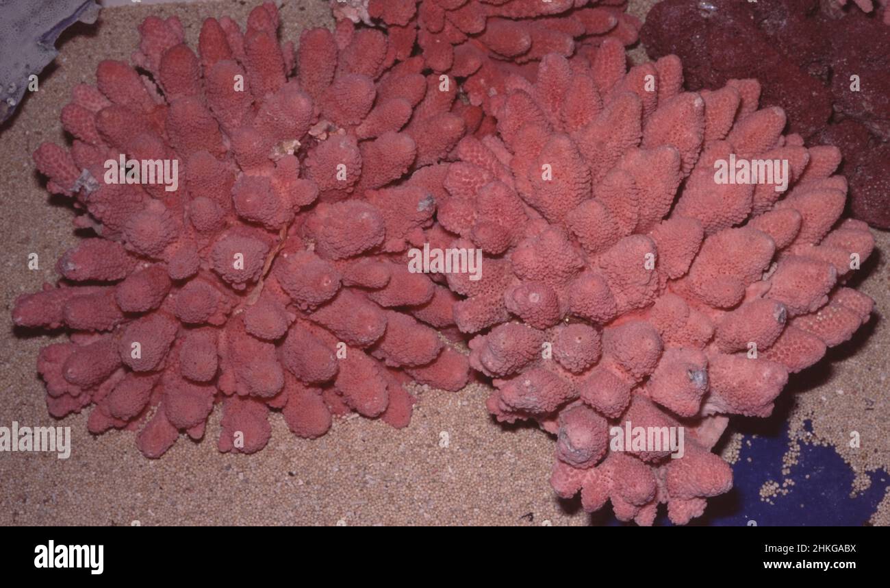 Korallenskelette (Acropora sp.) künstlich gefärbt Stockfoto
