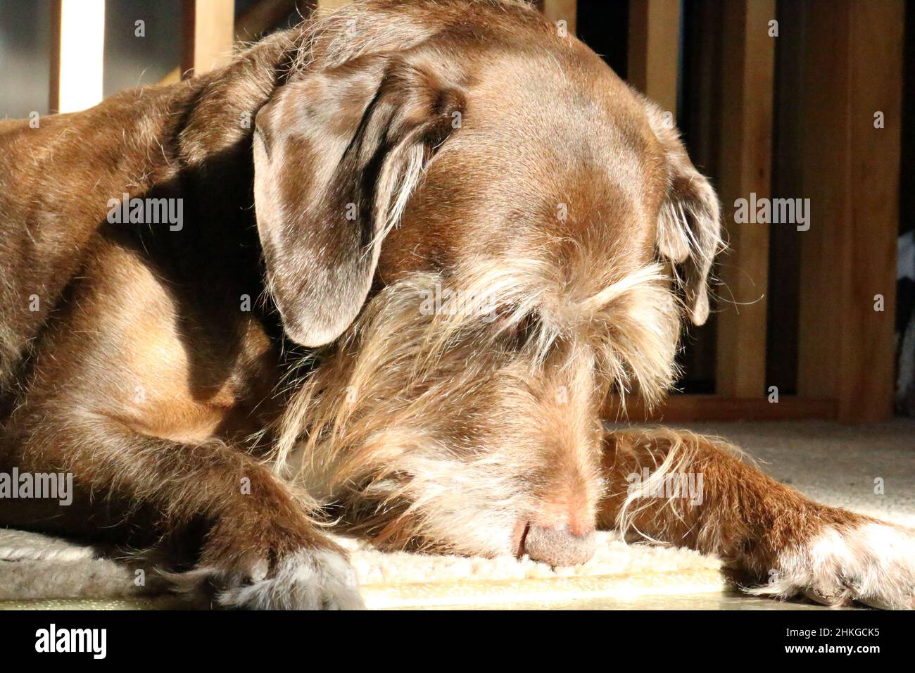 Hund in der Sonne entspannen Stockfoto