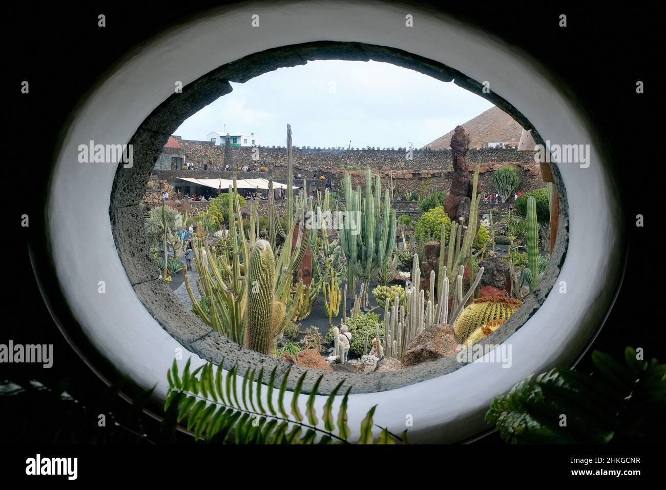 Jardin de Cactus, Kaktusgarten, entworfen von Cesar Manrique in Guatiza Stockfoto