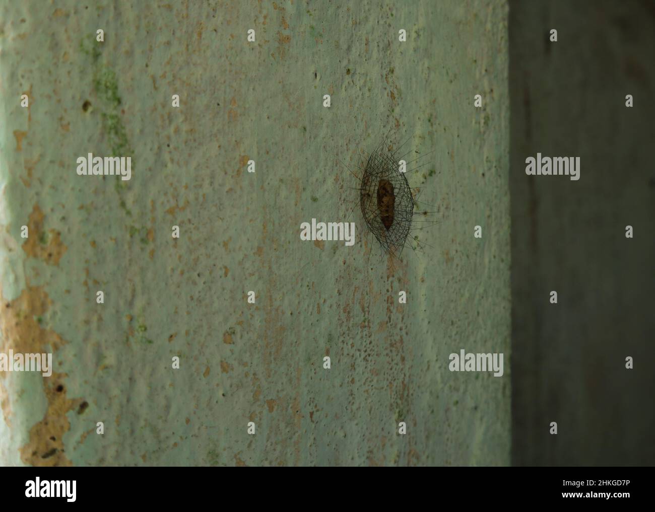 Ein unbekannter Insektenkokon an der Zementwand. Dieser Kokon wird durch eine haarige Schutzschicht geschützt Stockfoto