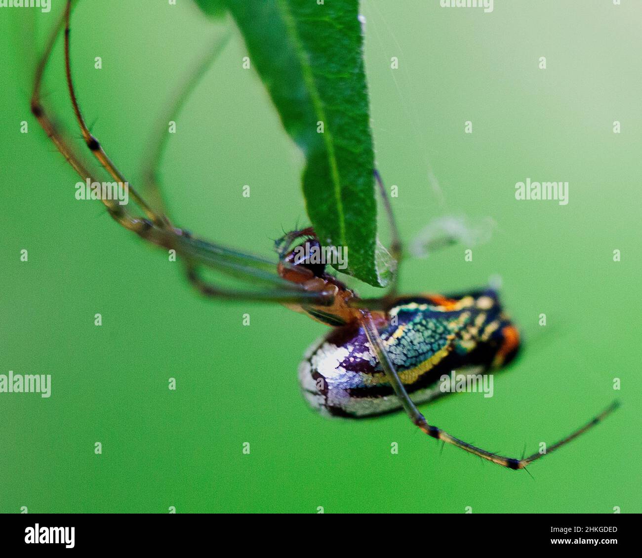 Makroaufnahme eines leuchtend farbigen Golden Orb Weaver (Nephila edulis), der am Spinnennetz im Lake Atitlan, Guatemala, hängt. Stockfoto