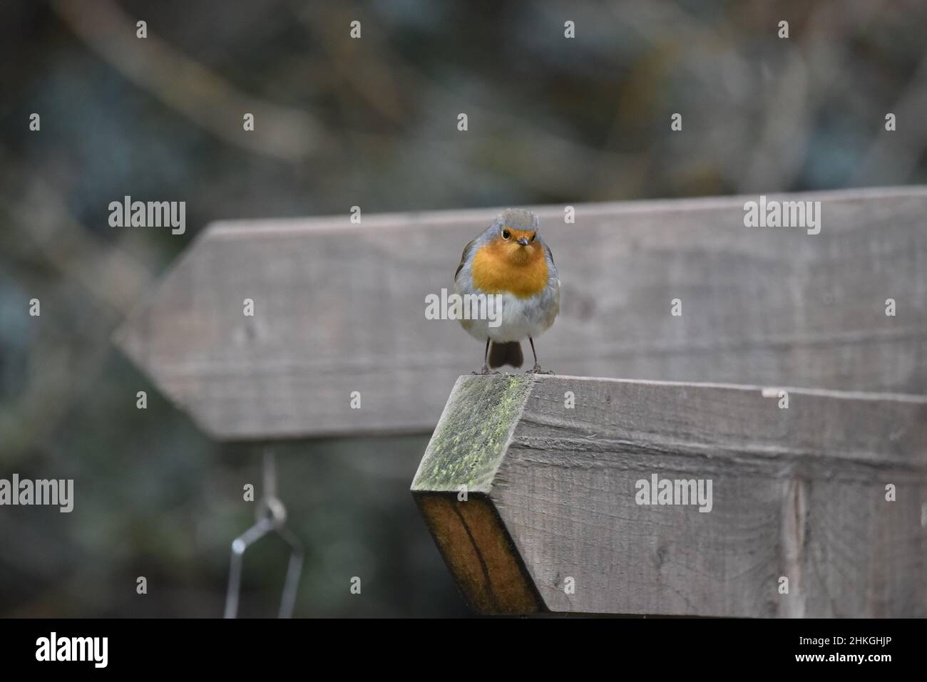 Bild eines europäischen Robin (Erithacus rubecula), der auf einem nach vorne gerichteten Holzpfeil thront und in die Kamera blickt, mit einem Pfeil nach links im Hintergrund, Großbritannien Stockfoto