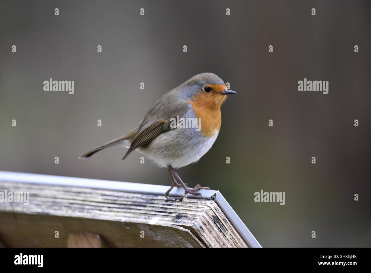 Nahaufnahme, rechtes Profilbild eines europäischen Robin (Erithacus rubecula), der auf einer horizontalen Holzpfosten auf einem schlichtem grauen Hintergrund in Jan UK thront Stockfoto