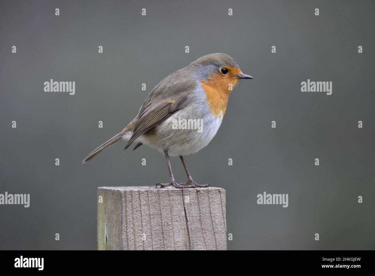 Nahaufnahme Porträt eines europäischen Robin (Erithacus rubecula), der auf einem Holzpfosten in der Mitte des Schusses auf grauem Hintergrund thront Stockfoto