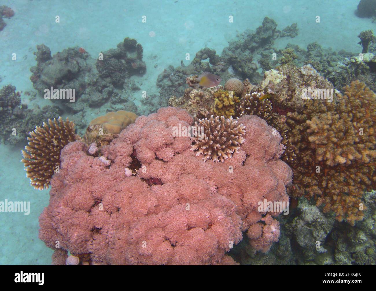 Korallenriff Unterwasser Stockfoto