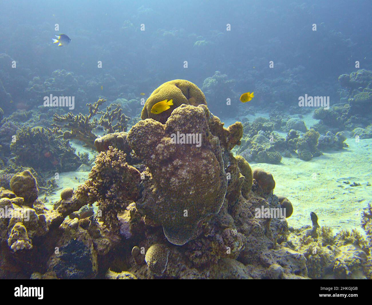 Korallenriff Unterwasser Stockfoto