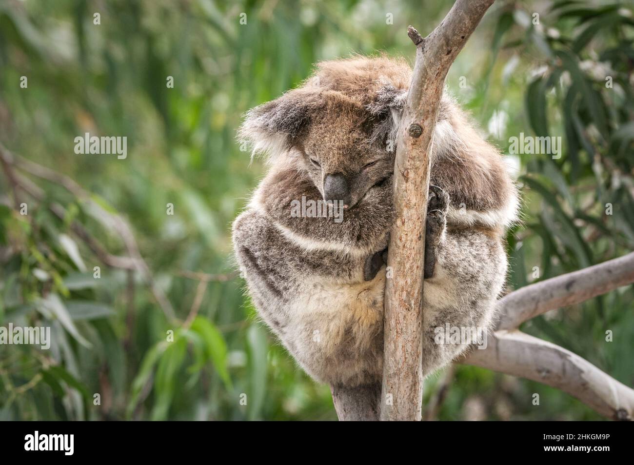 Koala schläft in einem kleinen Eukalyptusbaum. Stockfoto