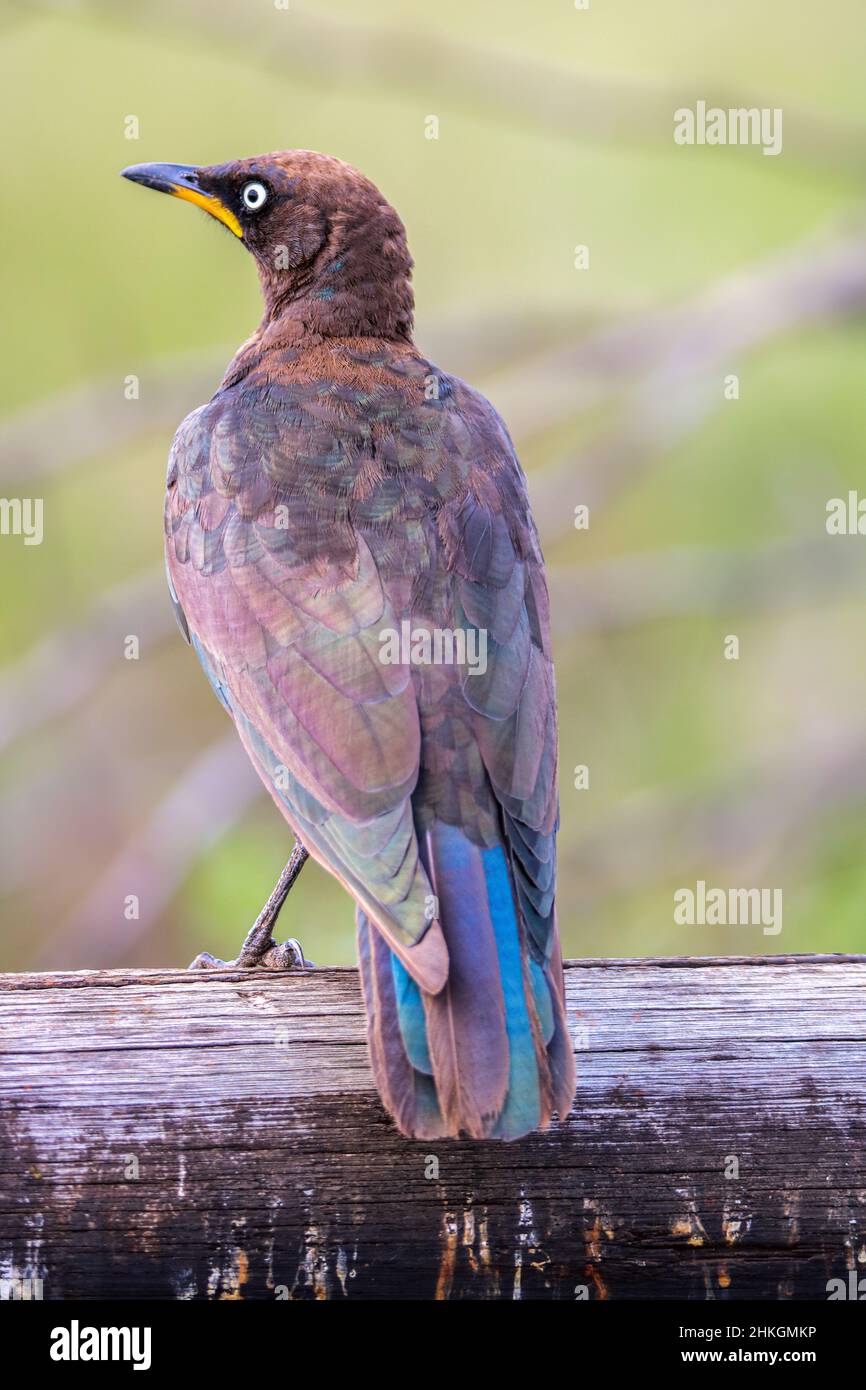 Pied Starling, Südafrika Stockfoto