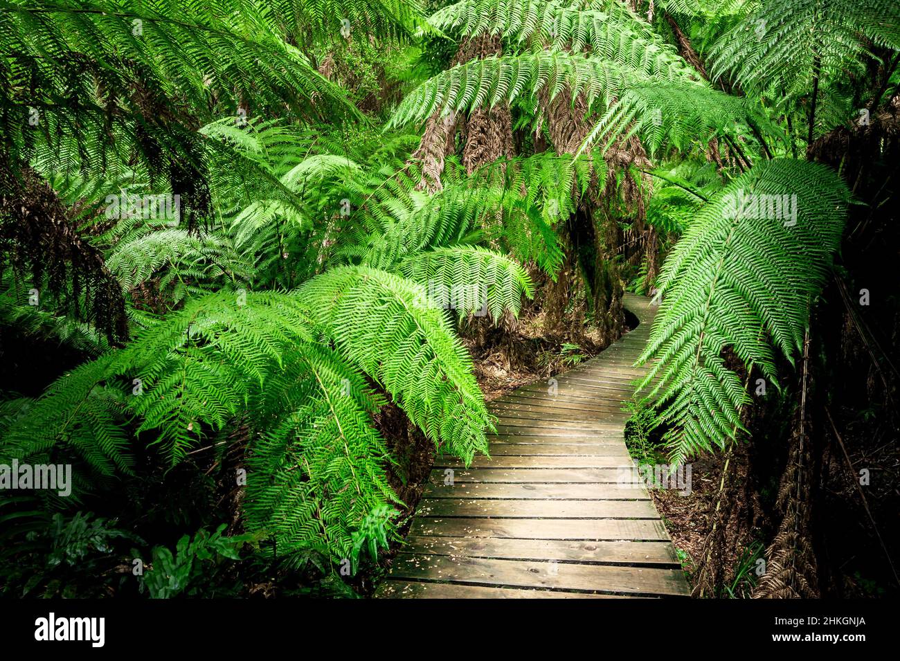 Berühmte Wanderung durch den gemäßigten Regenwald im Maits Rest im Great Otway National Park. Stockfoto