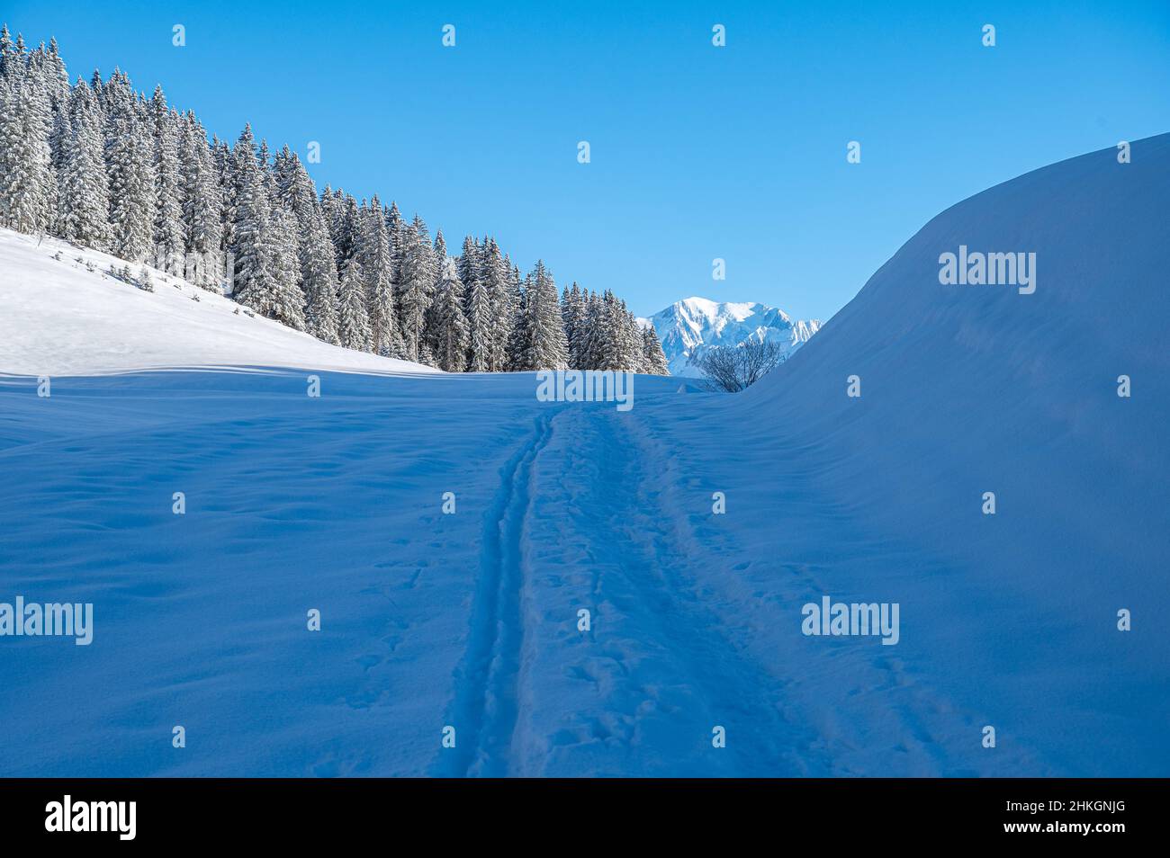 Fußwege, Spuren im Schneefeld entlang eines Pinienwaldes, der zu einem riesigen Berg der Europäischen Alpen führt. Stockfoto