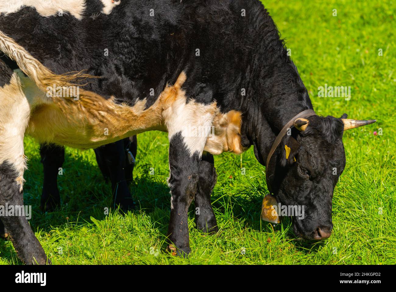 Entlang der Alpenstraße bei Ramsau, Berchtesgadener Land, Bayerische Alpen, Oberbayern, Süddeutschland, Mitteleuropa Stockfoto