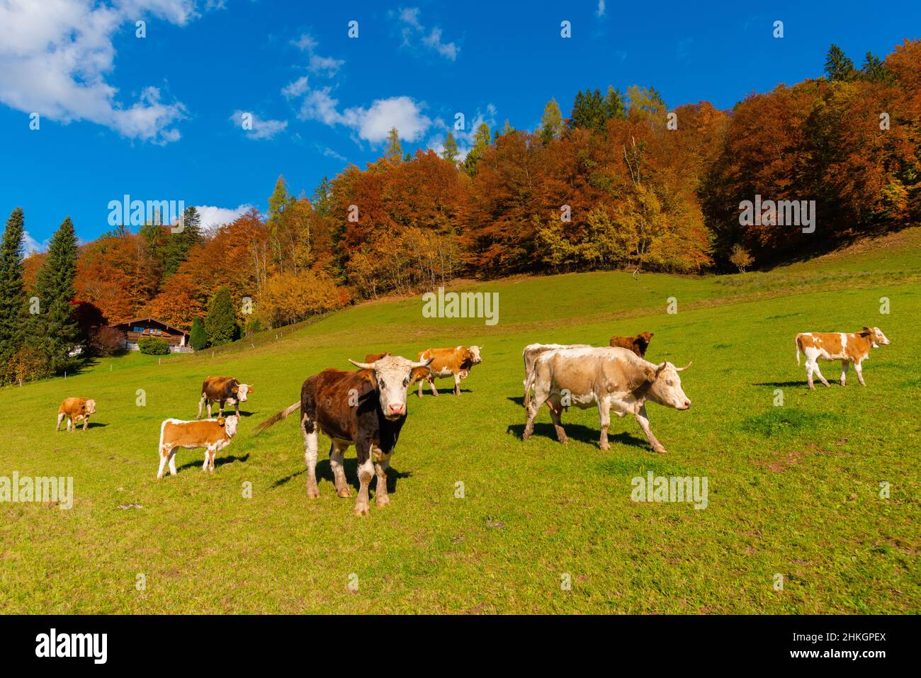 Entlang der Alpenstraße bei Ramsau, Berchtesgadener Land, Bayerische Alpen, Oberbayern, Süddeutschland, Mitteleuropäische Herde Stockfoto