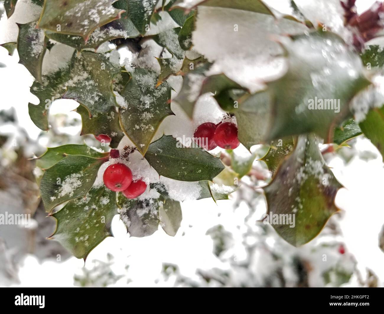Schneebedeckter Stechbusch mit teilweise freiliegenden grünen Blättern und roten Beeren-12 Stockfoto