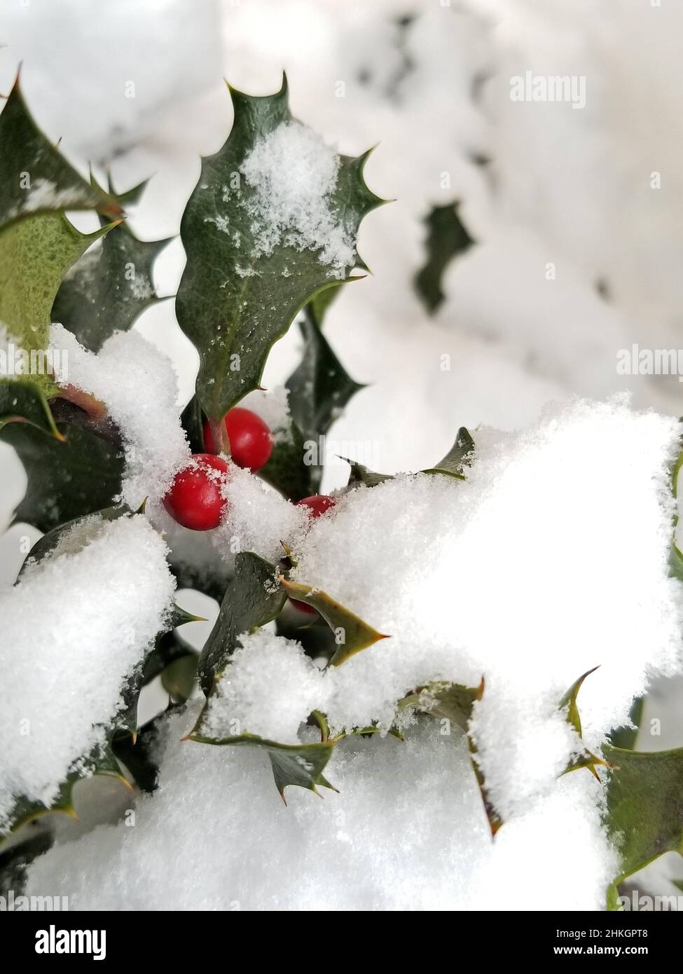 Schneebedeckter Stechbusch mit teilweise freiliegenden grünen Blättern und roten Beeren -13 Stockfoto