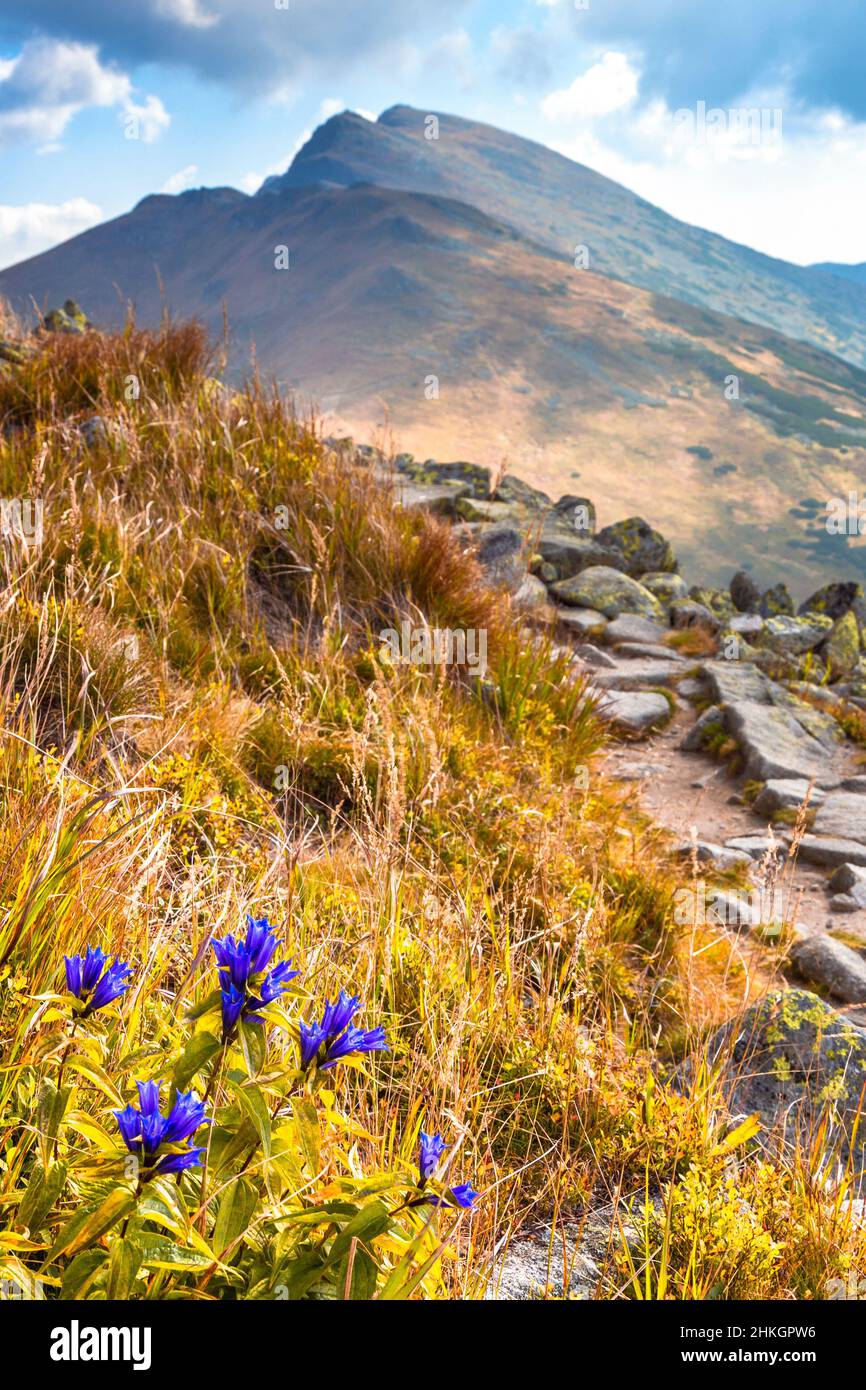 Die Weidenblüte blüht in der Bergumgebung des Nationalparks Niedere Tatra in der Slowakei, Mitteleuropa. Stockfoto