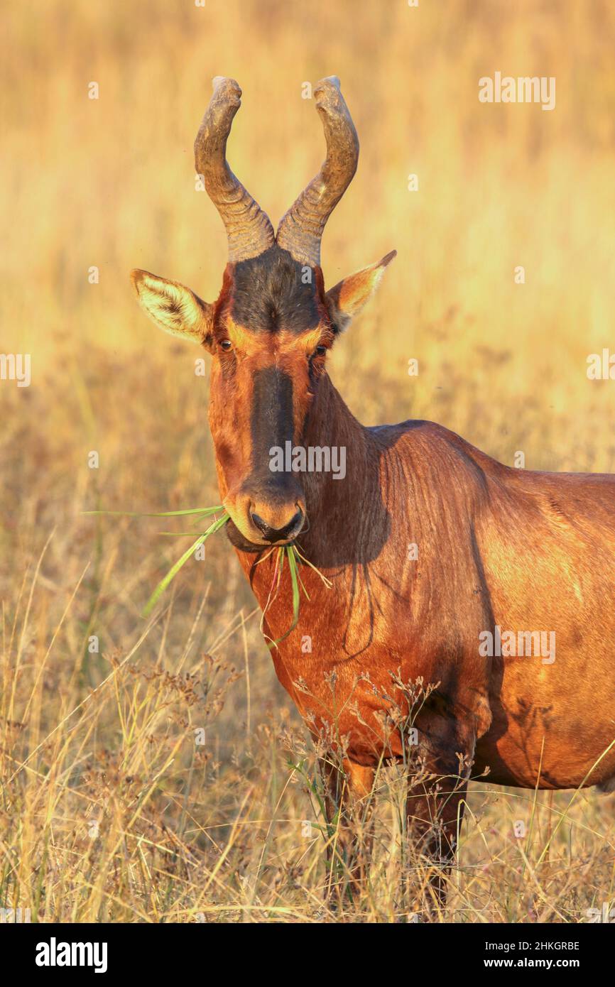 Red Hartebeest, Südafrika Stockfoto