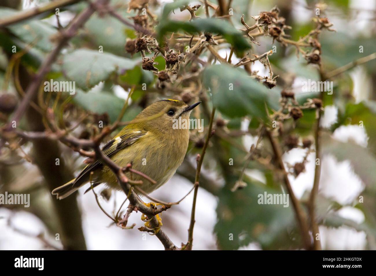 Goldwappen (Regulus regulus) kleine britische Vogelnadel wie Schnabel große dunkle Augen dicken Hals grünlich Oberteile blasse Flügelstangen buffish Unterseite Stockfoto