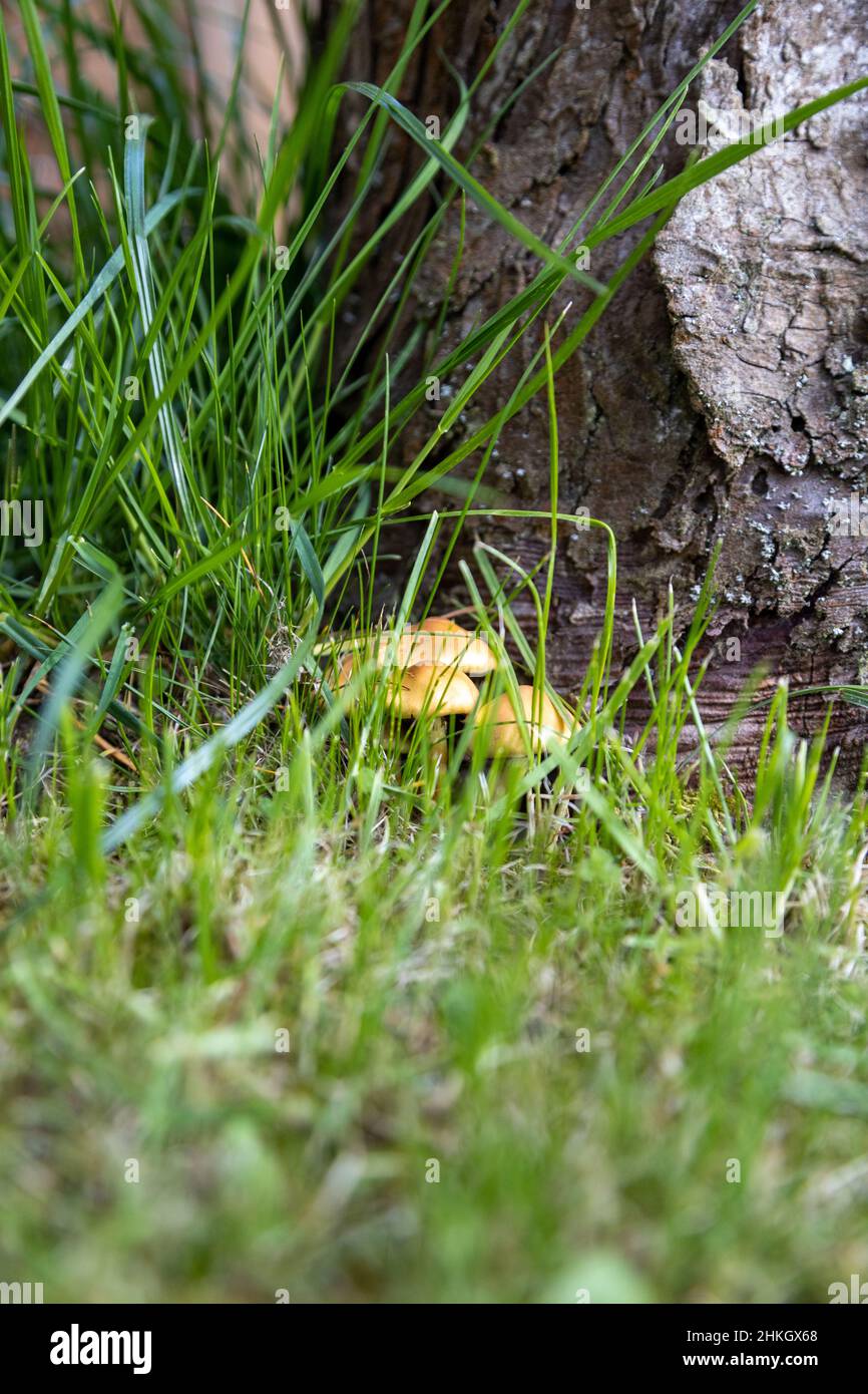 Pilze im Gras versteckt, auf einem Baumstamm im Herbst Stockfoto