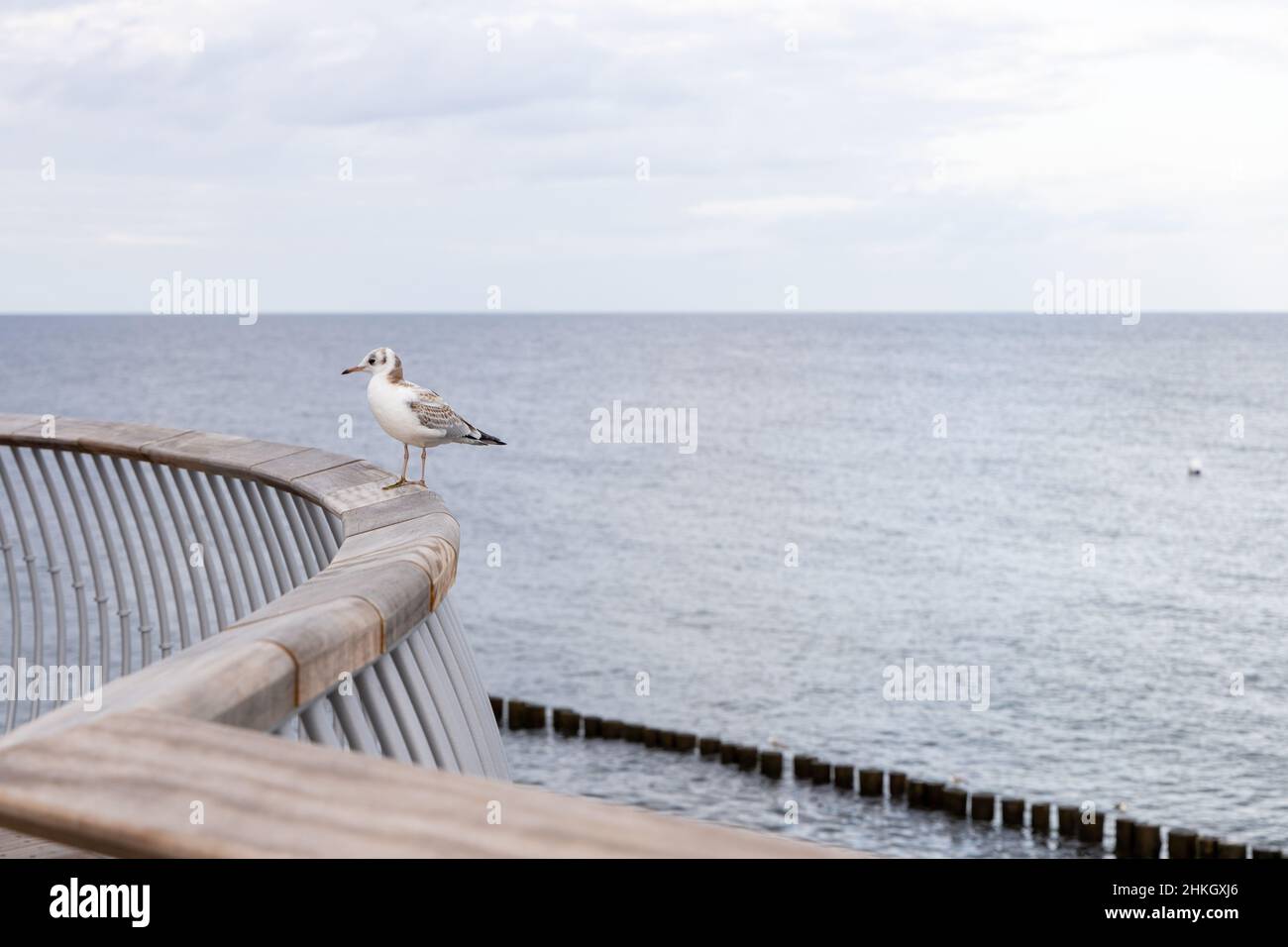 Eine weiße Möwe sitzt auf dem Geländer der neuen Seebrücke in Koserow auf der Insel Usedom. Stockfoto