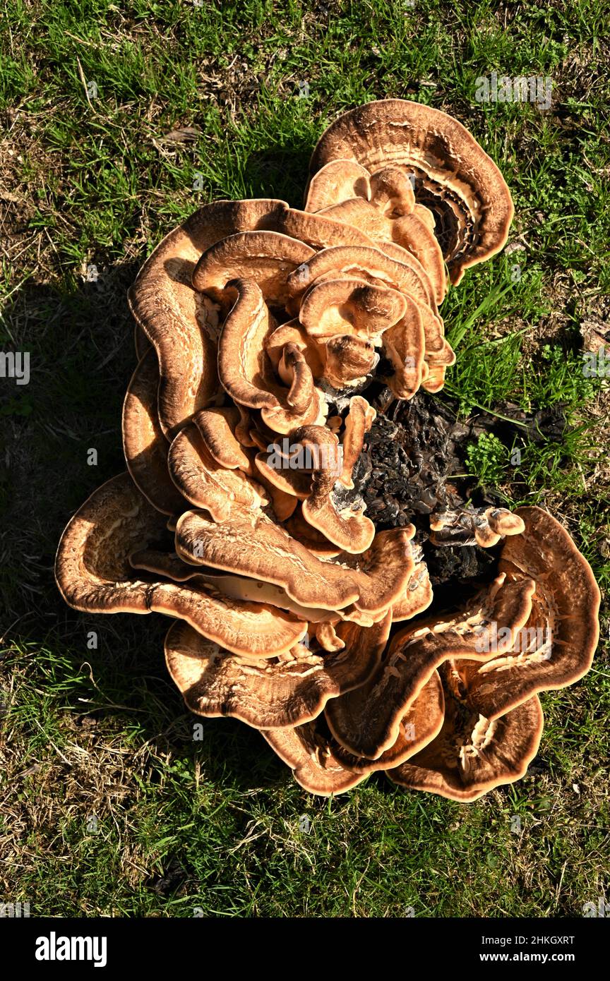 Ein Blick auf einen großen Pilz auf einem faulen Baumstumpf in einem Wildpark. Stockfoto