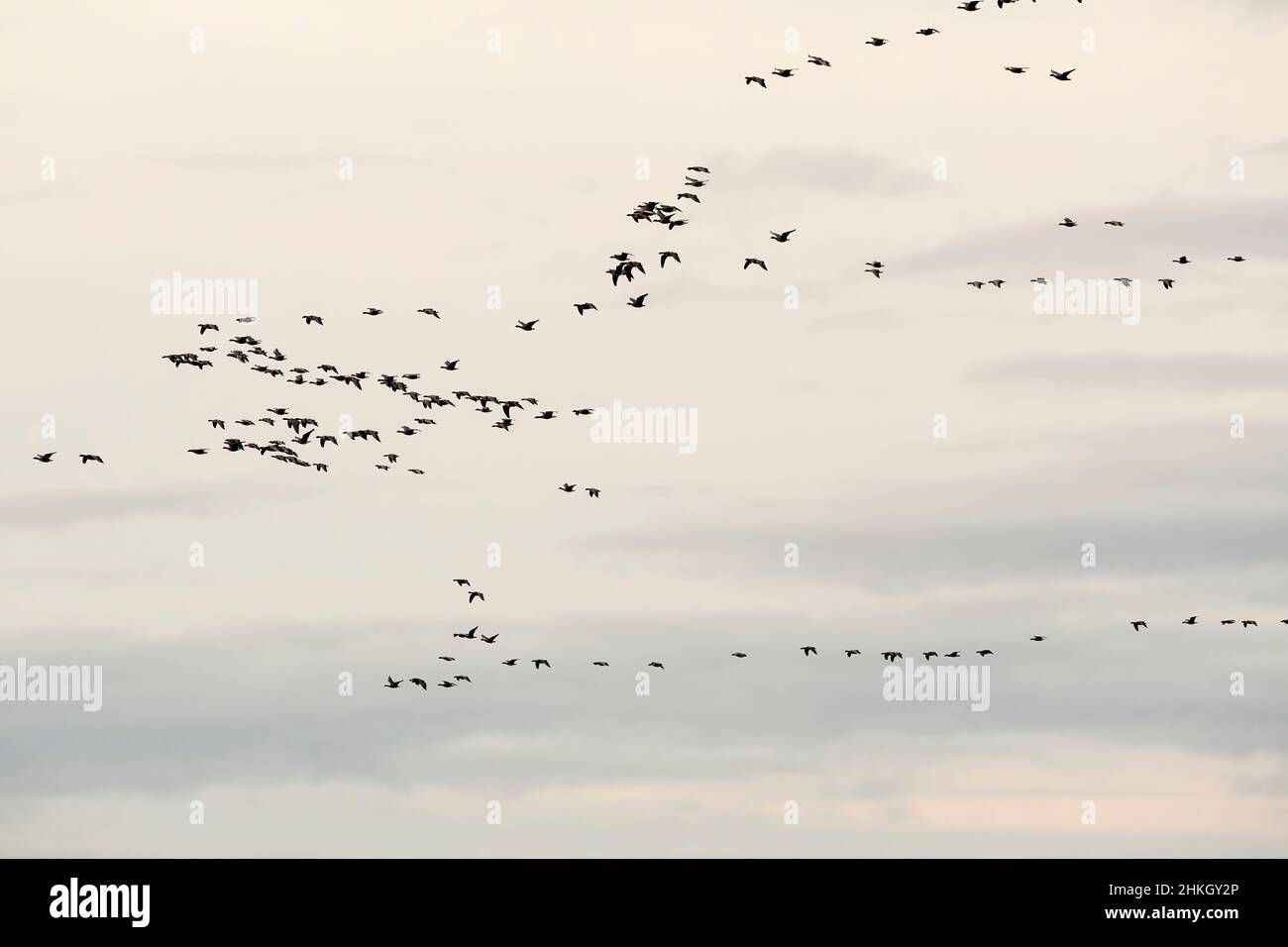Skeins von pinkfarbenen Gänsen, Anser brachyrhynchus, fliegen über die Wash bei Snettisham in Norfolk. Stockfoto