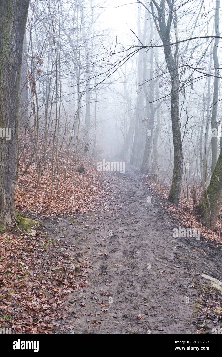 Pfad in den Wald an einem winterlichen Nebeltag Stockfoto