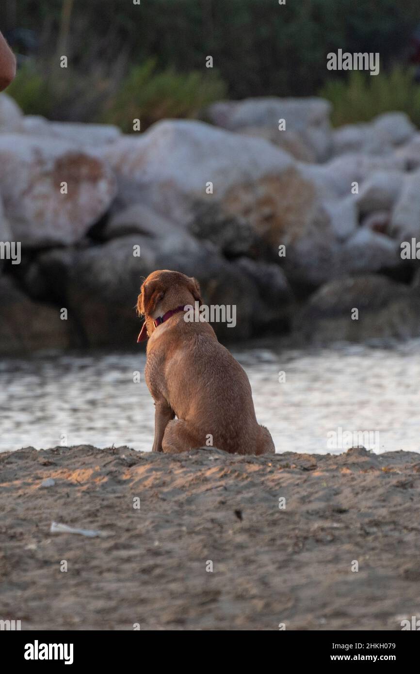 Hund sitzt und hockend am Strand Stockfoto