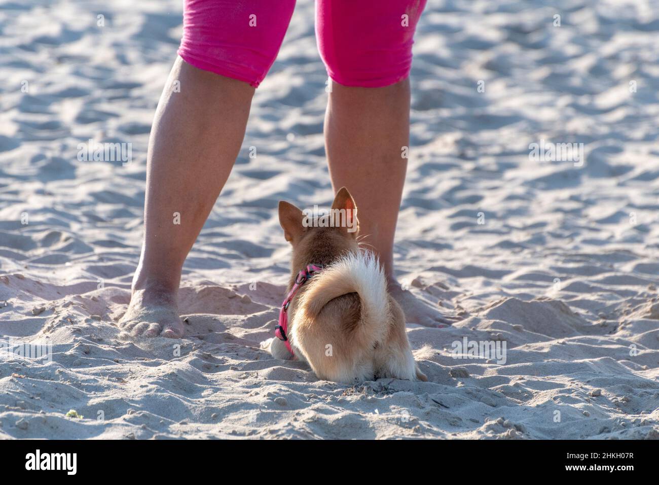 Hund sitzt und hockend am Strand Stockfoto
