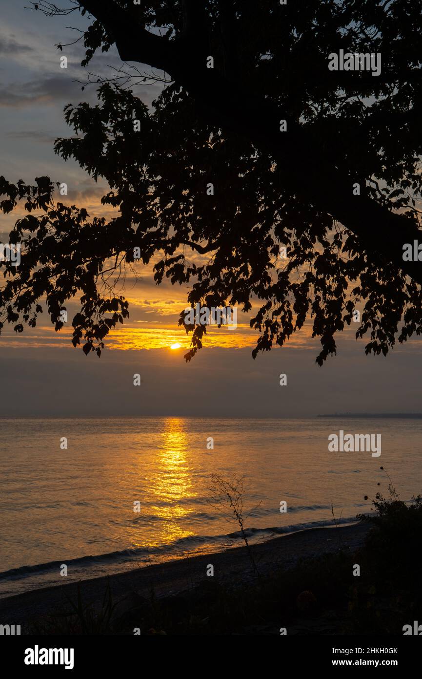 Baum Äste und Blätter Silhouetten gegen Sonnenuntergang Sonne über dem See reflektieren goldenes Licht auf das Wasser des Lake Ontario Kanada malerische Landschaft Stockfoto