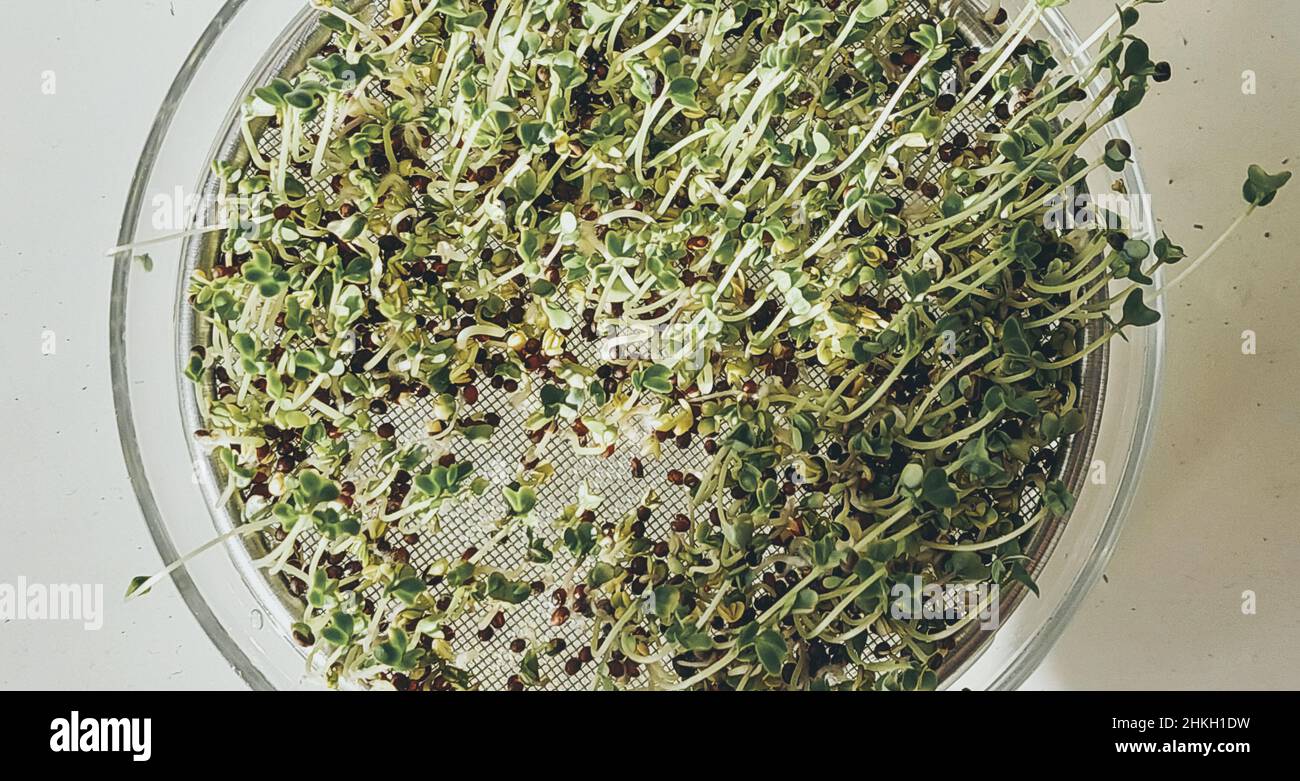 Direkt über der Ansicht von selbst angebauten Brokkoli-Sprossen, Nahaufnahme der Sprossen Stockfoto