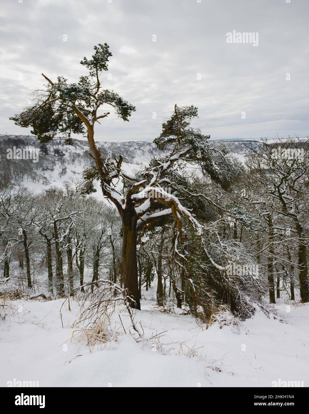 Sturmschäden an Bäumen nach starkem Schneefall in Hole of Horcum auf einer wunderschönen Waldlandschaft unter bewölktem Himmel in der Nähe von Goathland, Großbritannien. Stockfoto