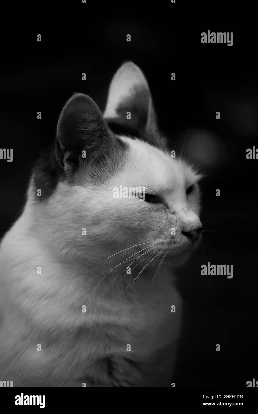 GesichtsNahaufnahme einer Hauskatze (Kätzchen) Stockfoto