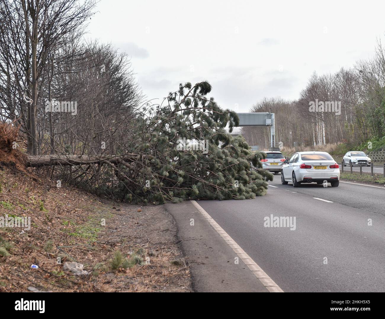 Der Sturm Malik traf Großbritannien, wo Hundewanderer in Dunbar, East Lothian, von Sandstürmen erfasst wurden und Fahrer auf der Hauptstraße A1 in der Nähe von Musselburgh, East Lothian, gefallenen Bäumen nur knapp ausweichen konnten. Stockfoto