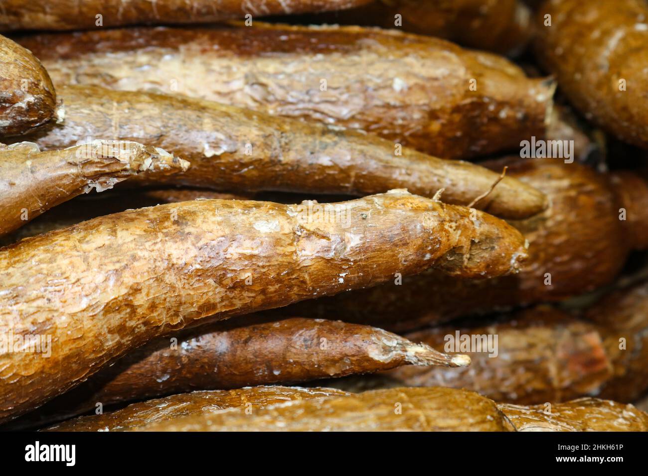 Yucca Wurzel oder Manihot Esculenta oder Maniok - ein Grundnahrungsmittel in der Küche in mexikanischen und anderen Kulturen verwendet Stockfoto Yucca Wurzel oder Manihot Esculenta oder Maniok - ein Grundnahrungsmittel in der Küche in mexikanischen und anderen Kulturen verwendet Stockfoto